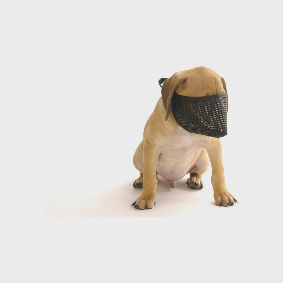 ProGuard Short Nose Dog Muzzle