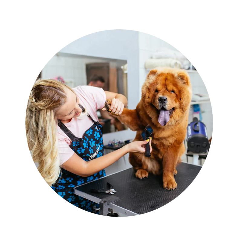 Pet grooming wholesale hot sale